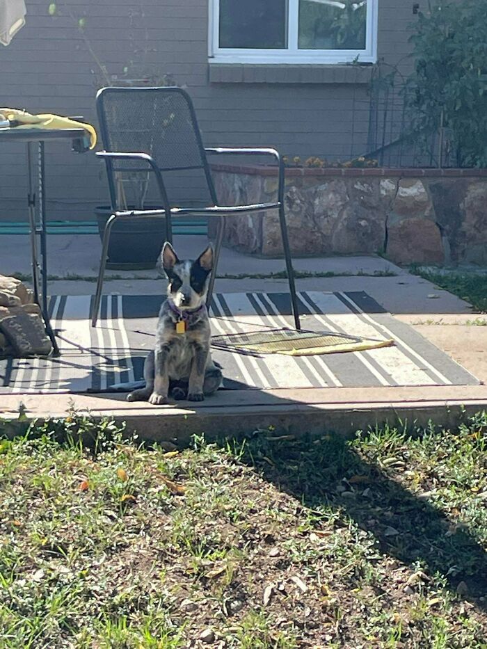 Puppy sitting on a striped outdoor rug near a chair in a backyard, a soul-soothing adopted pet enjoying the sun.