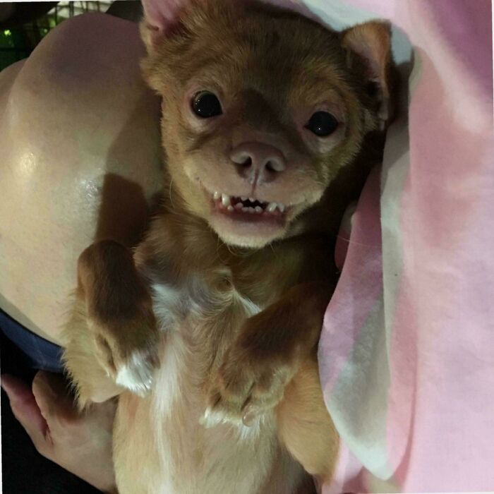 Small brown adopted dog lying on its back looking at the camera, one of the soul-soothing photos of adopted pets.