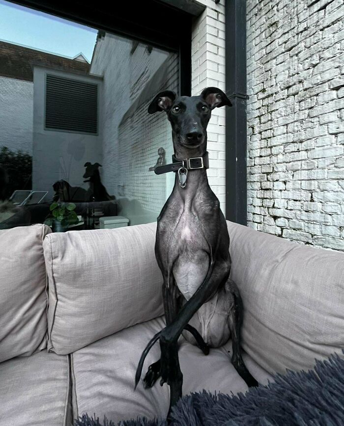 Black adopted dog sitting upright on a beige couch in a cozy modern room, showing soul-soothing pet vibes.