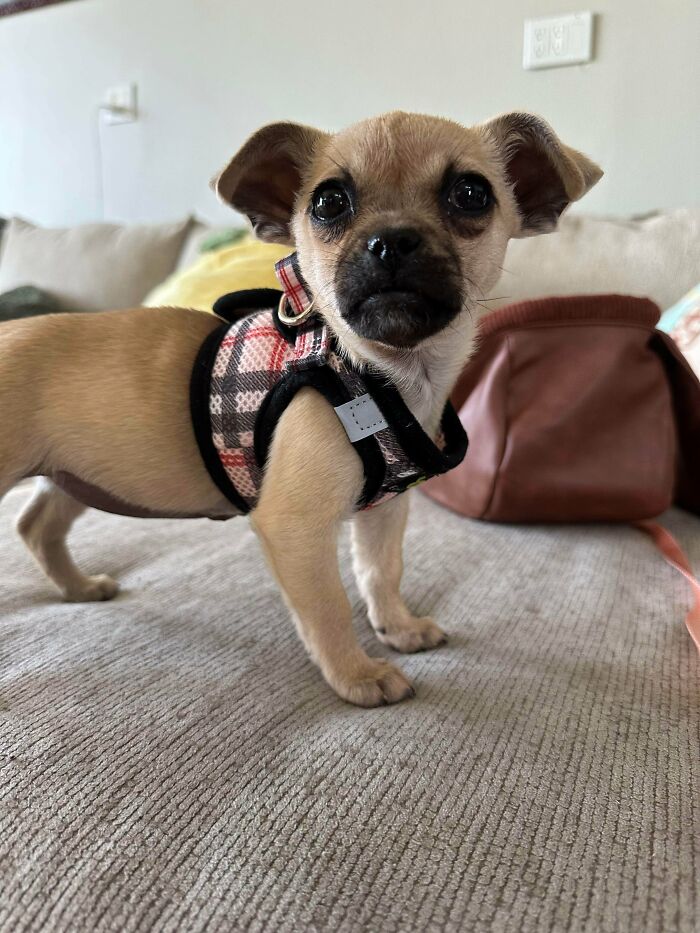 Small adopted puppy wearing a plaid harness standing indoors on a couch, capturing soul-soothing pet moment.