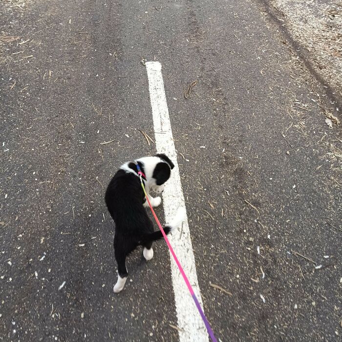 Black and white adopted dog on a walk, leash in hand, capturing a soul-soothing moment of adopted pets outdoors.