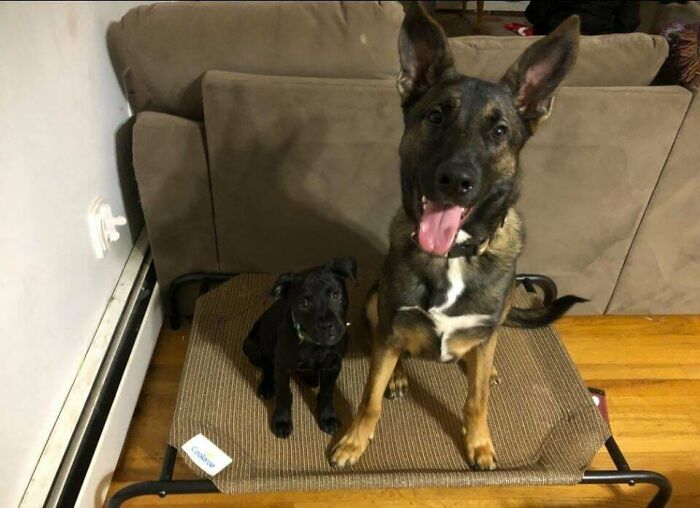 Two adopted dogs sitting on a pet bed in a cozy living room, showcasing soul-soothing adopted pets.