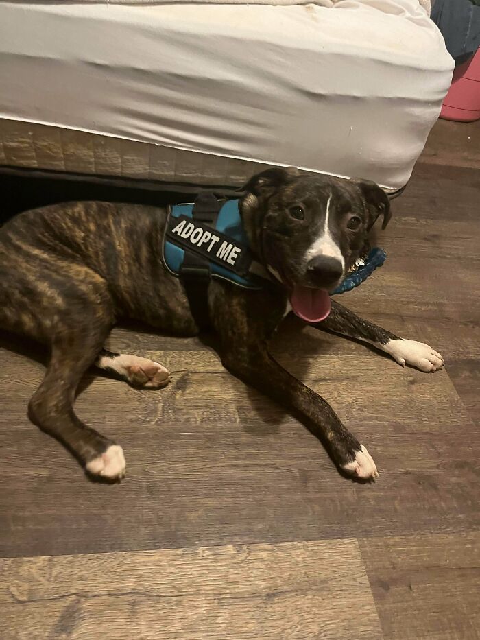 Brindle adopted dog wearing an adopt me vest lying on wooden floor by a bed, bringing warm fuzzies.