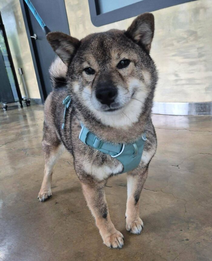 Adopted pet dog wearing blue harness indoors on polished concrete floor, looking at the camera with a calm expression