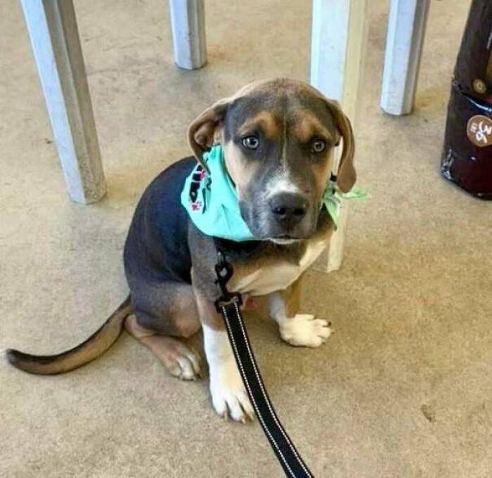 Adopted pet puppy with blue eyes wearing a green bandana sitting on a floor, bringing instant warm fuzzies.