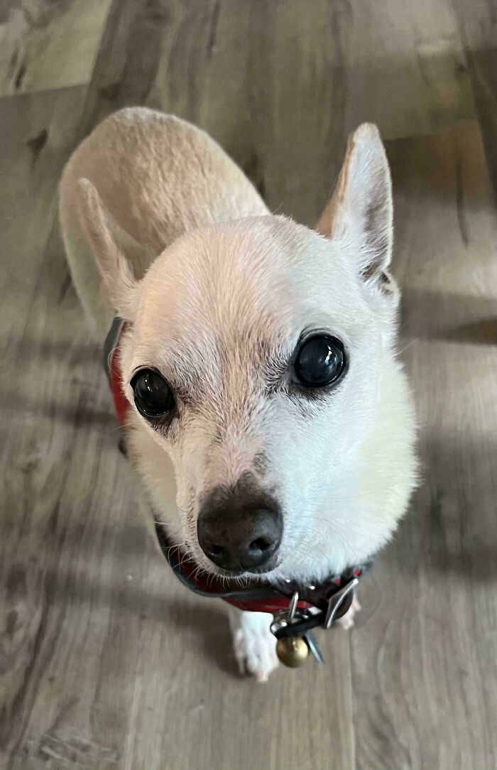 Small adopted dog with large dark eyes looking up, standing on a wooden floor in a cozy home setting.