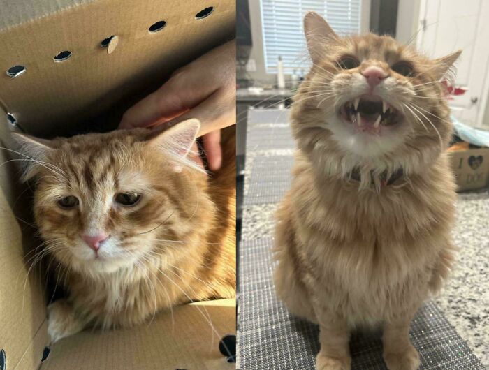 Two soul-soothing photos of an adopted fluffy orange cat, one in a cardboard box and one meowing indoors.