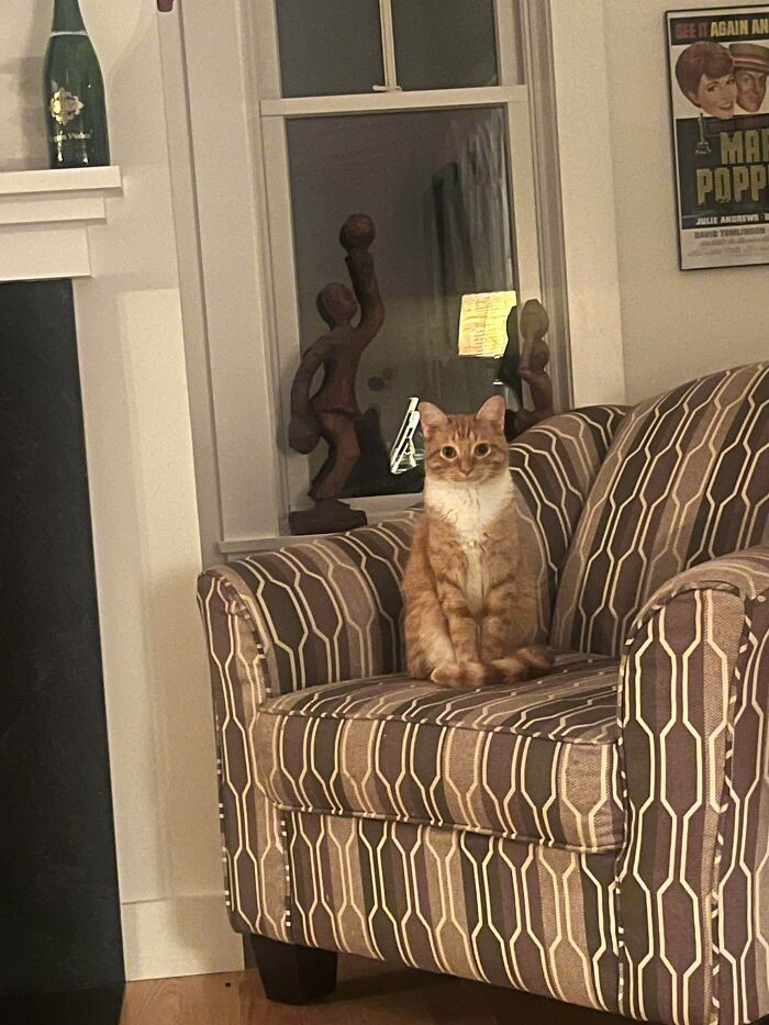 Ginger cat sitting on a patterned armchair in a cozy living room with sculptures and framed artwork nearby.