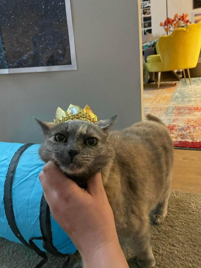 Adopted cat wearing a small crown, being gently held, showcasing soul-soothing pet moments indoors.