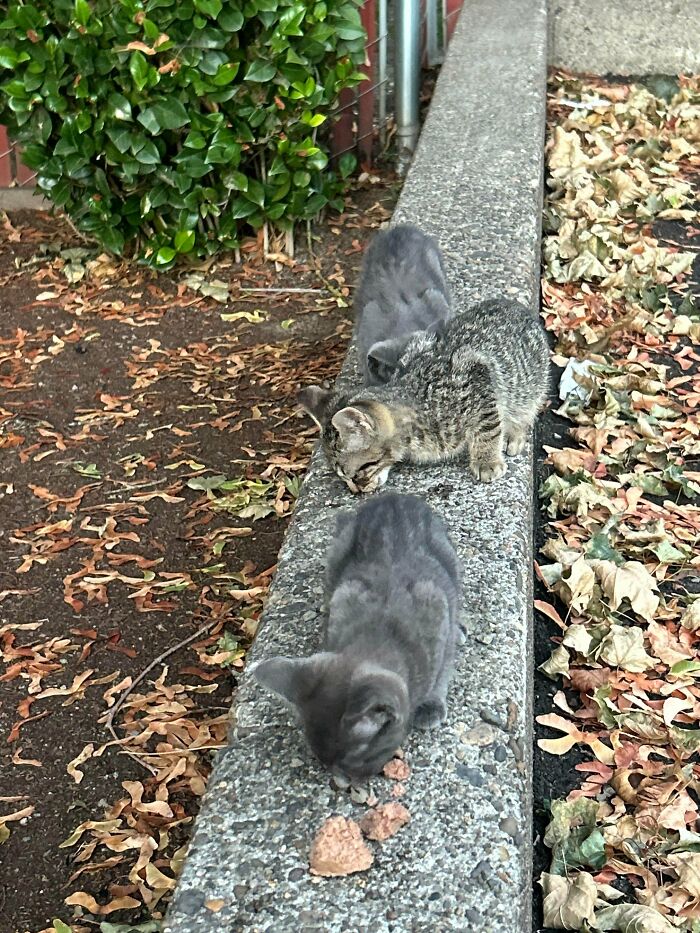 Three adorable adopted kittens eating on a concrete ledge surrounded by fallen leaves and greenery outdoors.
