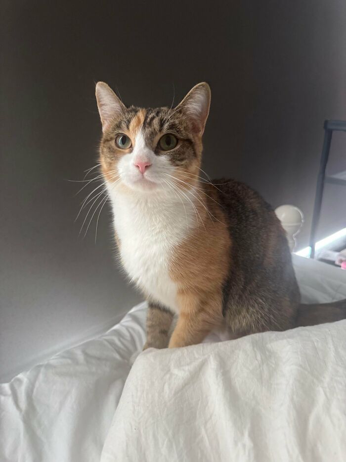 Calico cat sitting on a bed, a soul-soothing adopted pet bringing instant warm fuzzies in a cozy home.