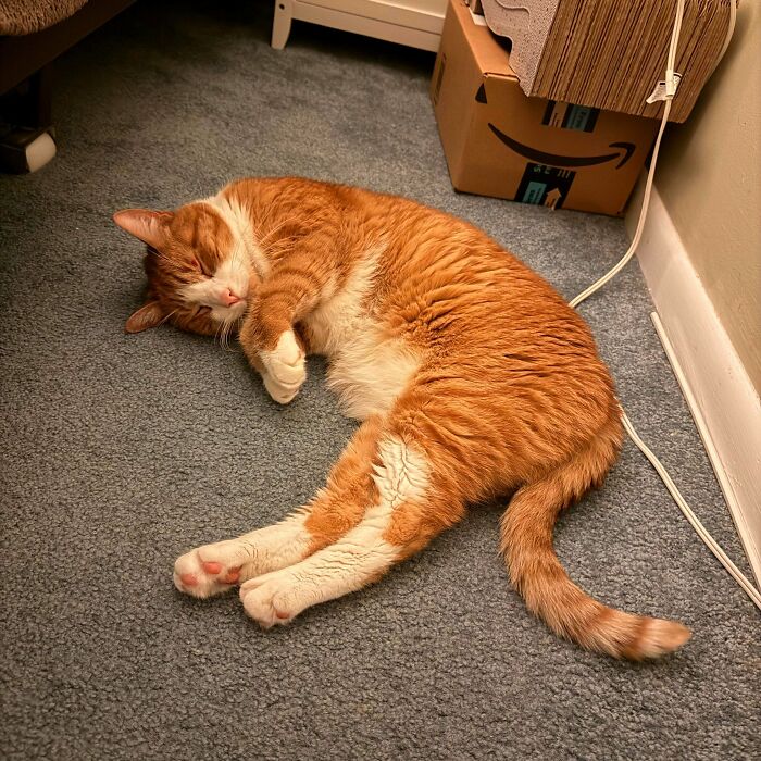 Orange and white adopted cat sleeping peacefully on carpet, illustrating soul-soothing adopted pets bringing warm fuzzies.