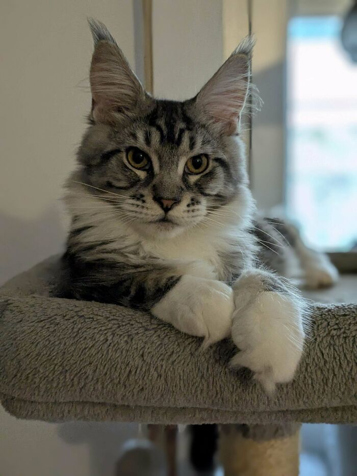 Fluffy adopted cat with white paws resting comfortably on a soft pet bed, capturing soul-soothing pet warmth.