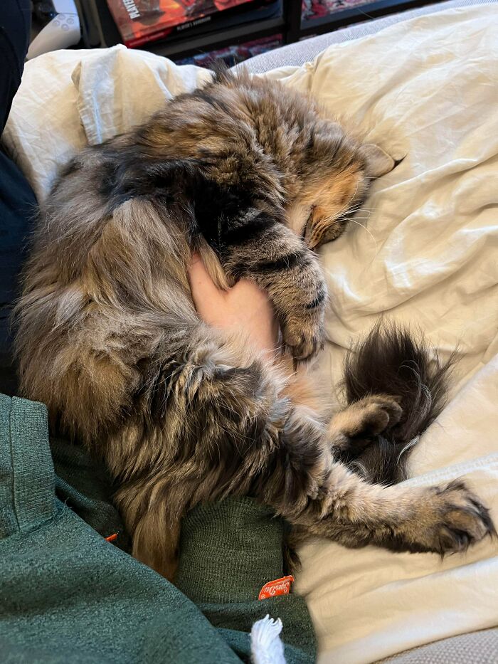 Fluffy adopted pet cat sleeping curled up on a bed, cuddled closely for soul-soothing comfort and warmth.