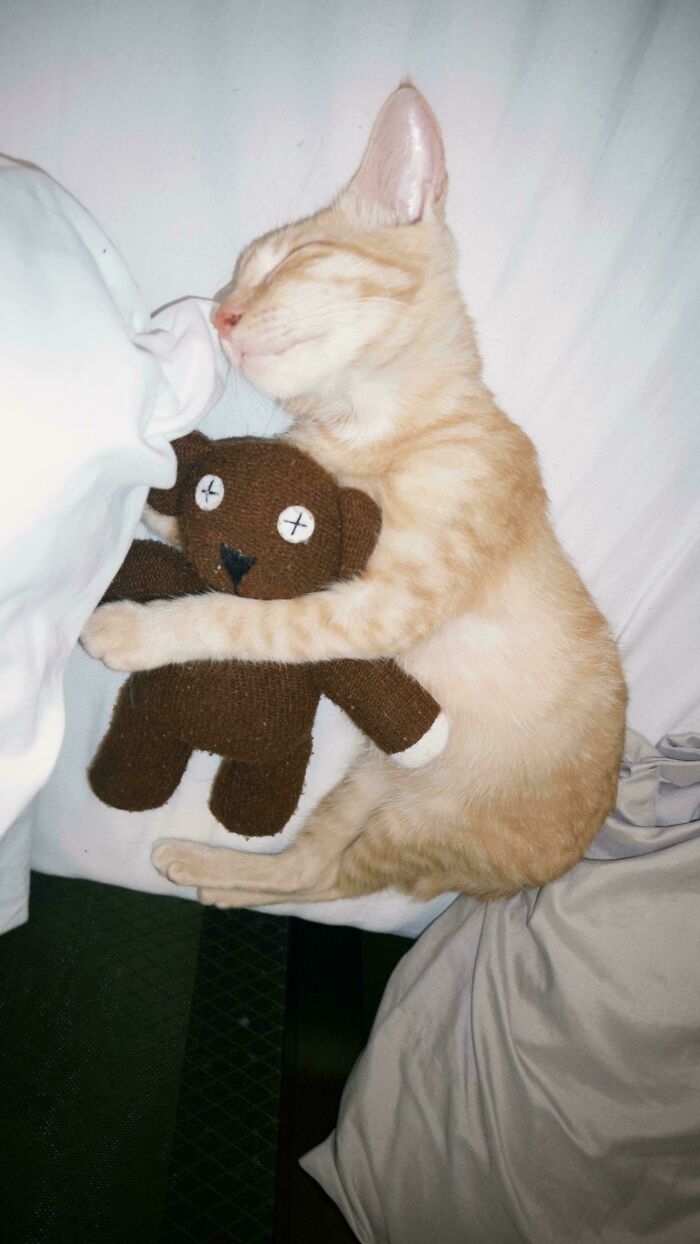 Sleeping ginger cat hugging a plush toy, showcasing the warmth of adopted pets and soul-soothing moments.