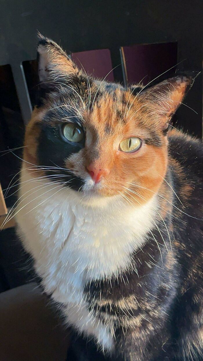 Calico adopted cat with green eyes sitting indoors in sunlight, showcasing soul-soothing pet moments.