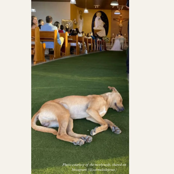 Stray Dog Crashes A Wedding And Leaves With A Forever Family