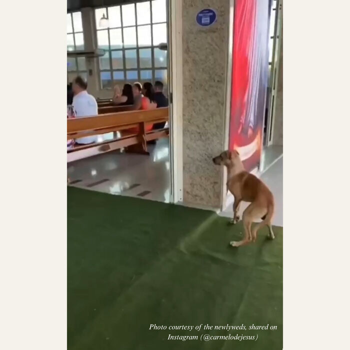 Stray Dog Crashes A Wedding And Leaves With A Forever Family