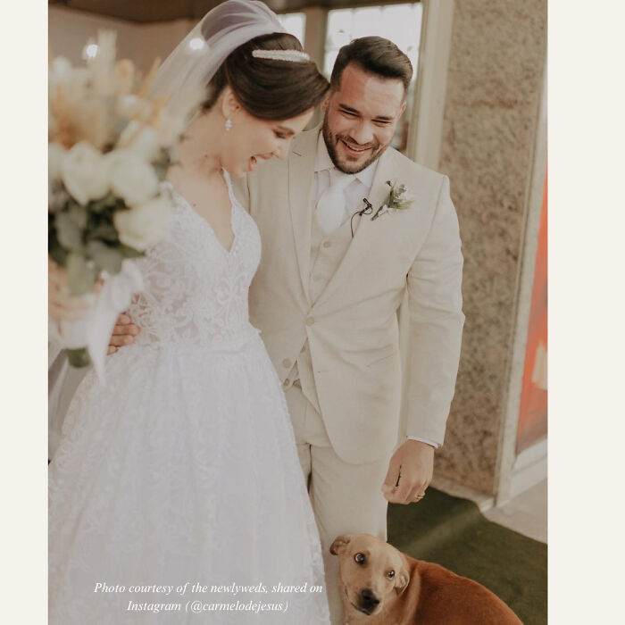 Stray Dog Crashes A Wedding And Leaves With A Forever Family