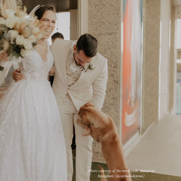 Stray Dog Crashes A Wedding And Leaves With A Forever Family