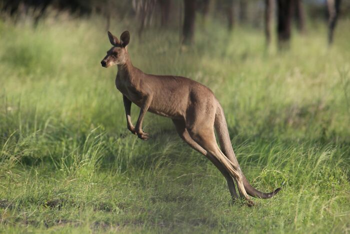 Kangaroo jumping in a grassy field with trees in the background, highlighting World Kangaroo Day facts.