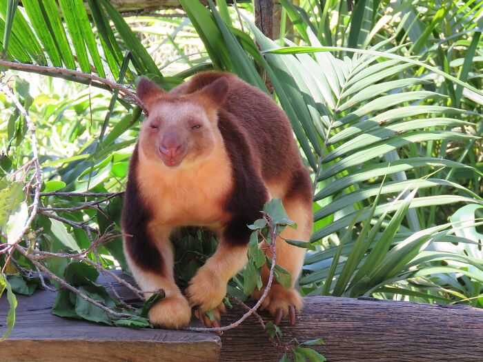 Tree kangaroo standing on a wooden ledge surrounded by green leaves, highlighting unique World Kangaroo Day facts.