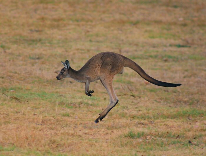 Kangaroo mid-jump over dry grassland, showcasing strong legs and long tail in natural Australian habitat.