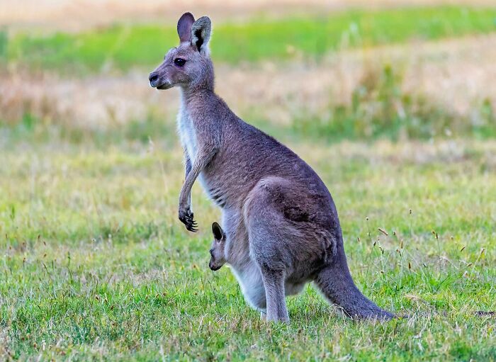 Kangaroo standing in grassy field with joey in its pouch, showcasing unique marsupial features on World Kangaroo Day.