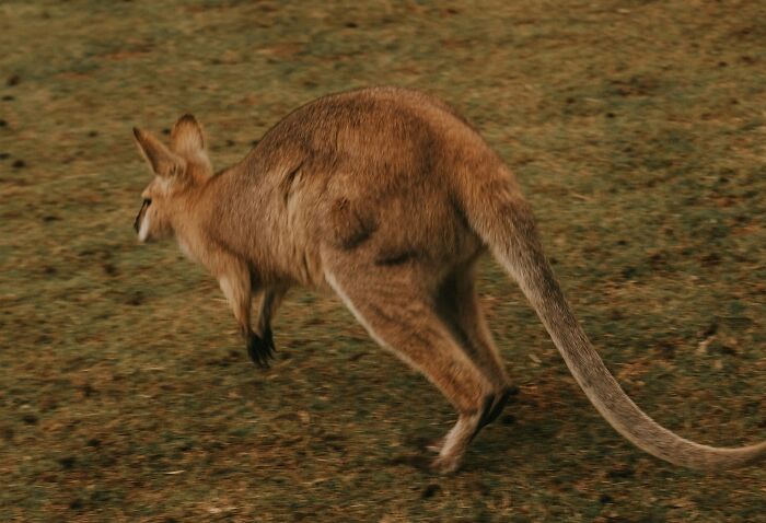 Kangaroo hopping across grassy land, showcasing unique movement and features on World Kangaroo Day celebration.