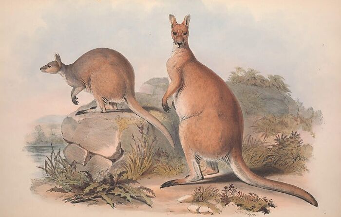 Illustration of two kangaroos in a natural setting, highlighting facts for World Kangaroo Day celebration and awareness.