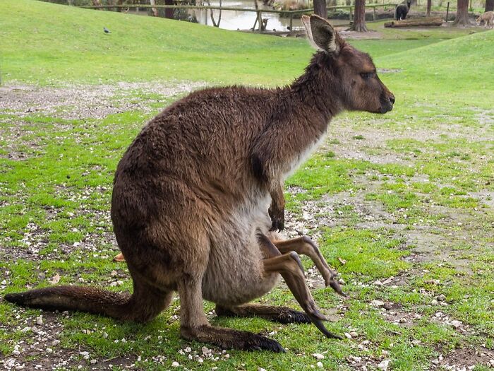 Kangaroo sitting on grass with joey in pouch, showcasing unique marsupial features on World Kangaroo Day.
