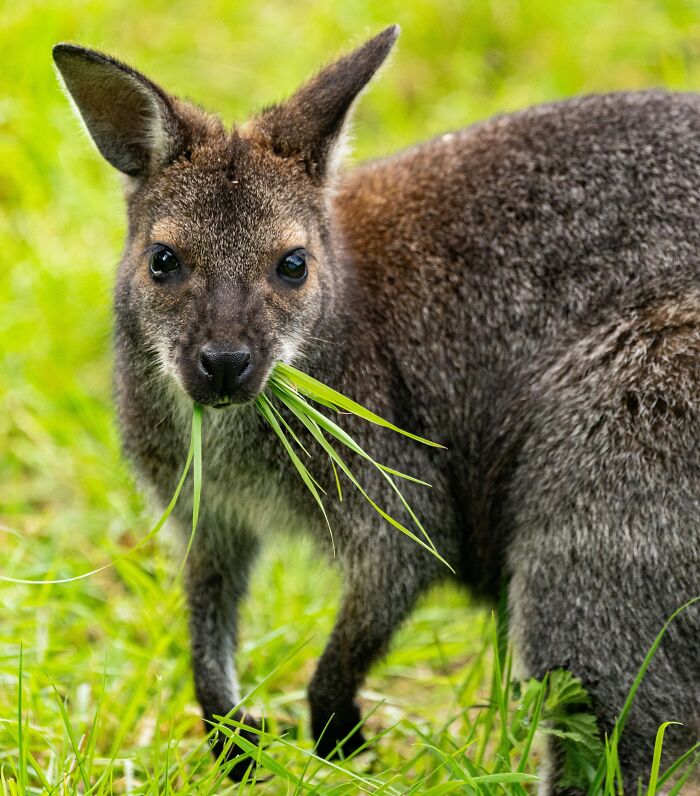 Young kangaroo eating grass in a green field, showcasing wildlife for World Kangaroo Day facts and awareness.