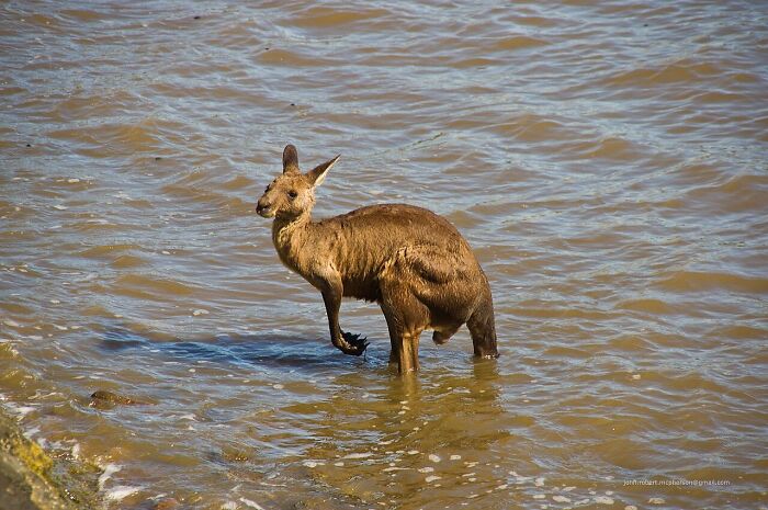 Kangaroo standing in shallow water by the shore, showcasing unique behavior for World Kangaroo Day facts.