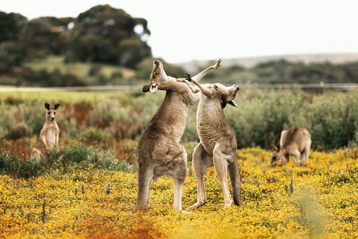 Two kangaroos playfully boxing in a yellow wildflower field with other kangaroos nearby on World Kangaroo Day.