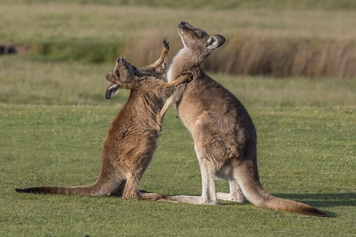 Two kangaroos playfully boxing on green grass in natural habitat, highlighting interesting World Kangaroo Day facts.