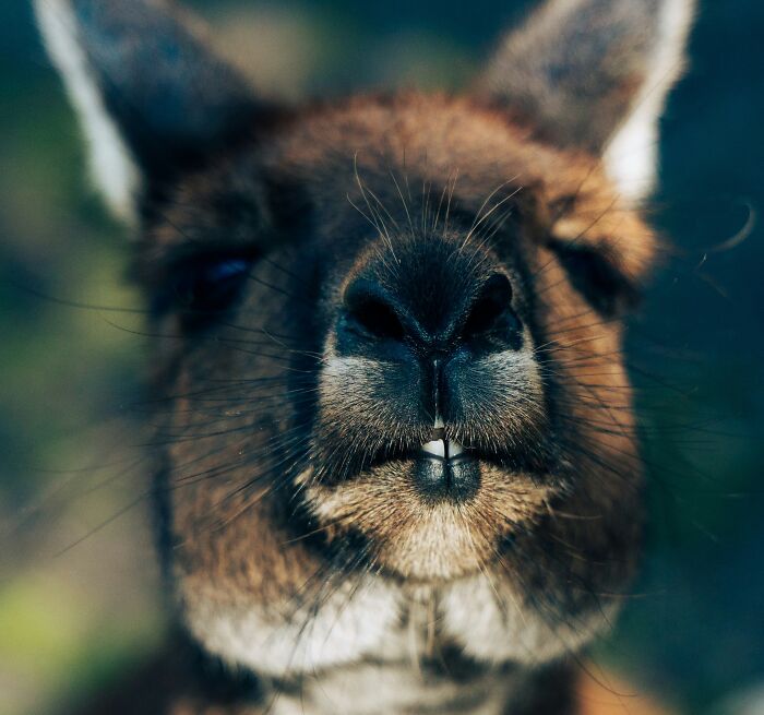 Close-up of a curious kangaroo face highlighting its unique features for World Kangaroo Day facts and awareness.