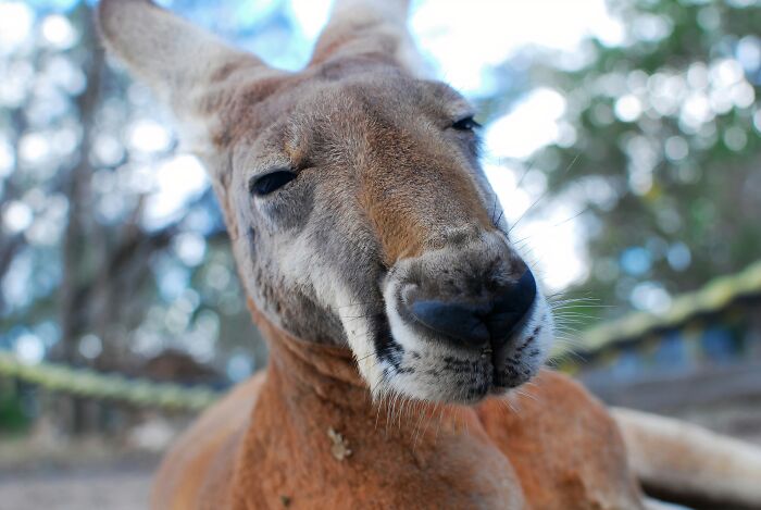 Close-up of a kangaroo resting outdoors with soft natural light, highlighting unique features for World Kangaroo Day facts.