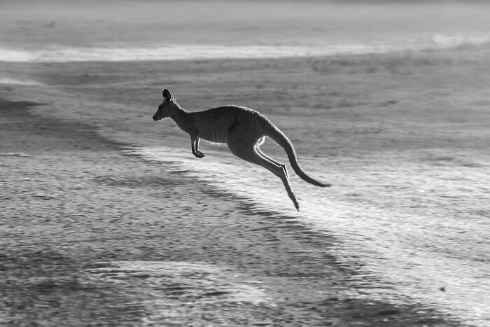 Kangaroo mid-jump on a beach shore, capturing the dynamic movement for World Kangaroo Day facts.