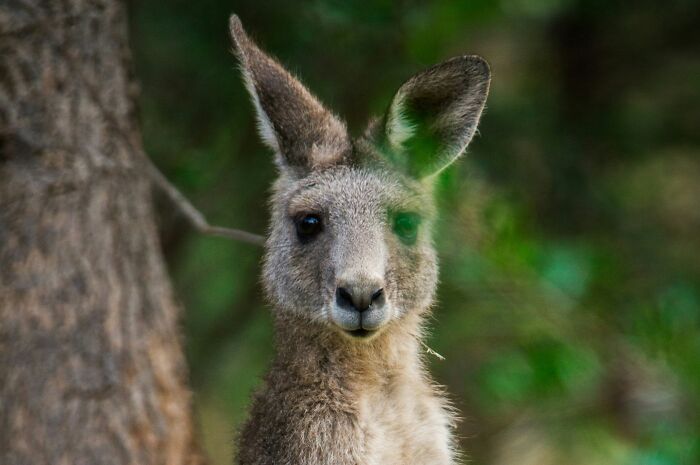 Close-up of a kangaroo in its natural habitat showcasing unique features for World Kangaroo Day facts and awareness.