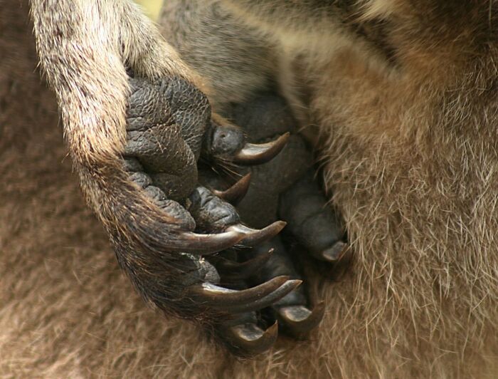 Close-up of a kangaroo paw showing sharp claws and textured skin on World Kangaroo Day celebration.