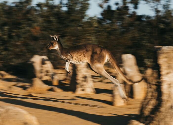 Kangaroo leaping through a natural rocky landscape with trees in the background on World Kangaroo Day.