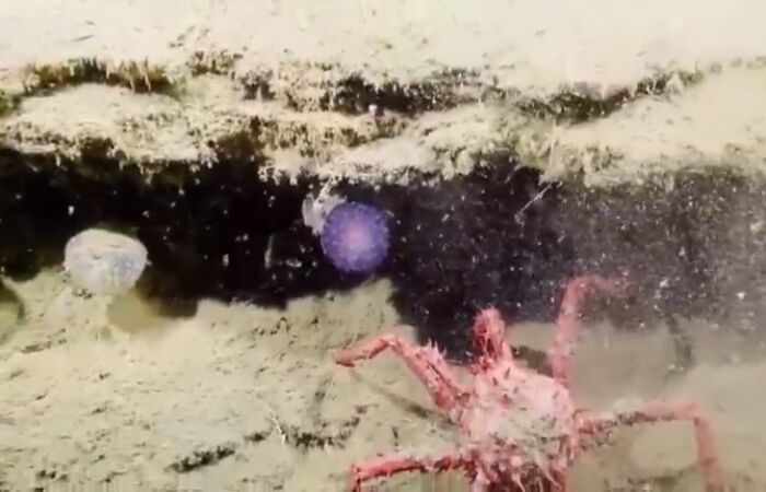 Deep ocean scene showing a crab and jellyfish among weird and fascinating things that happened in the ocean.