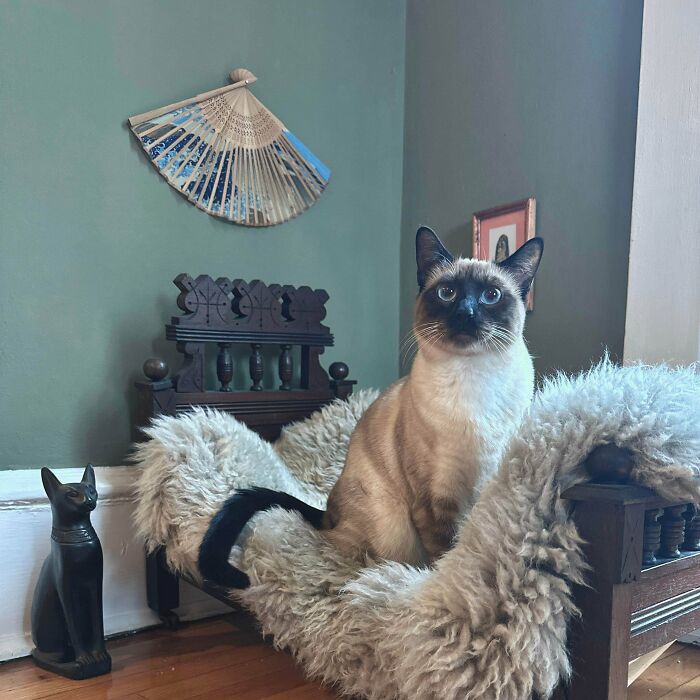 Siamese cat sitting on a faux fur-covered wooden chair with thrift store decor including a fan and cat statue.