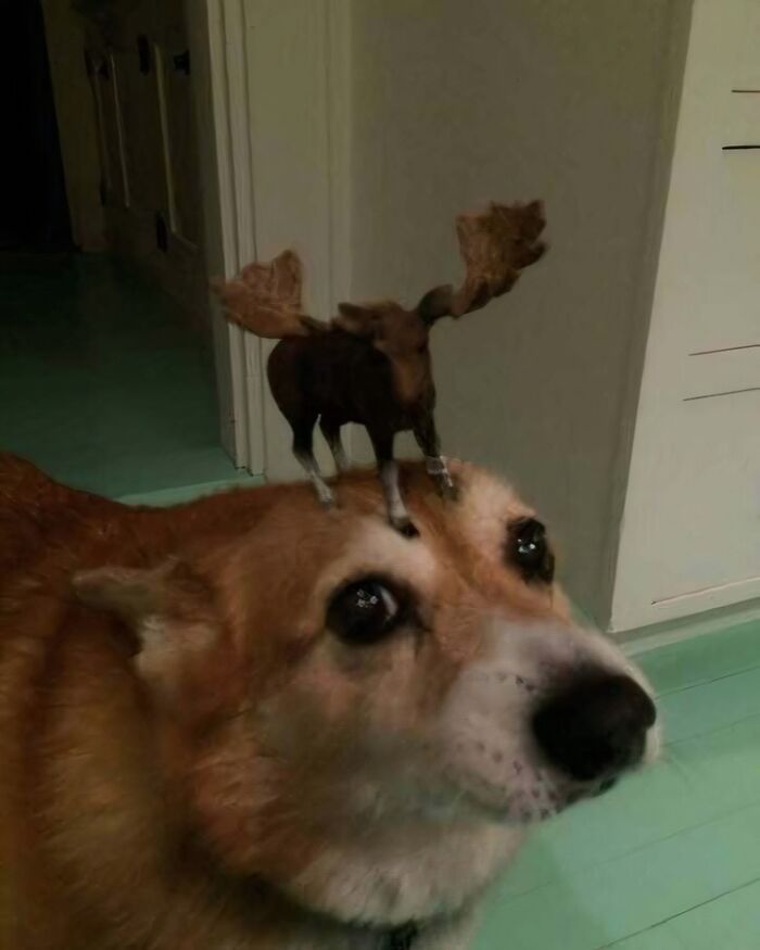 Dog with a small moose appearing to stand on its head, creating a confusing and weird visual illusion.