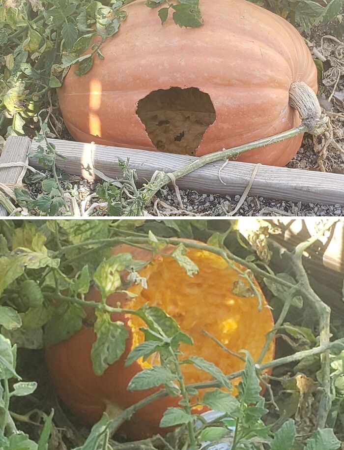 Pumpkins with large holes eaten by animals in a garden, showcasing Halloween fails in outdoor setting.