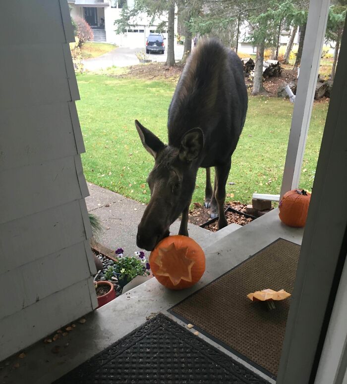 Moose eating a carved Halloween pumpkin on a porch, showing a Halloween fail that disrupts the spooky decorations.