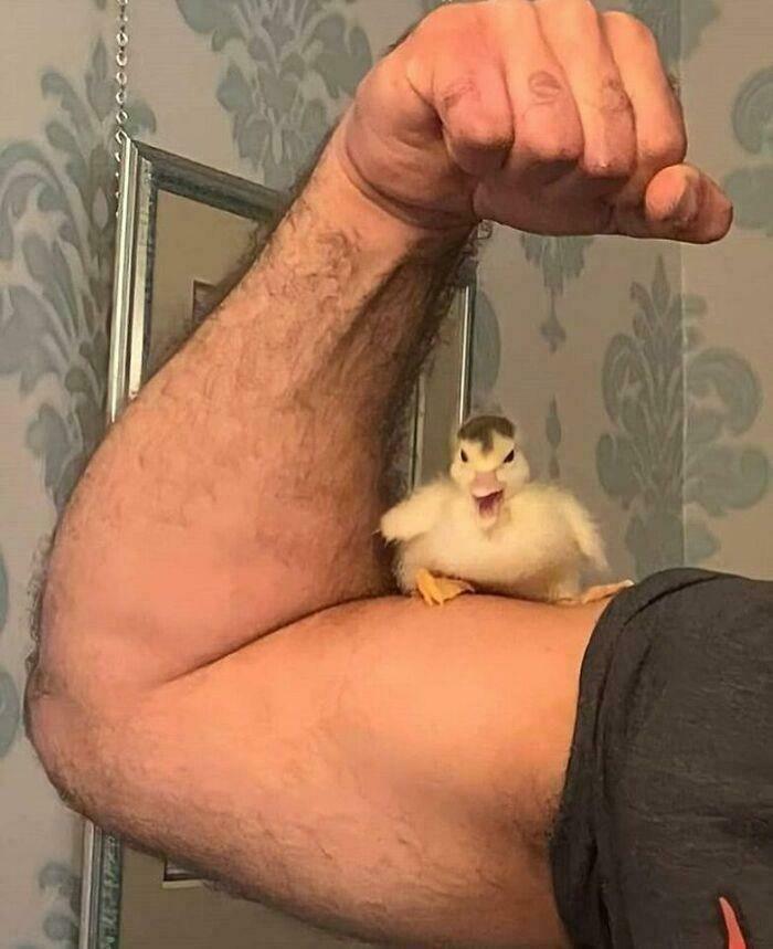A small duckling sitting on a flexed muscular arm, creating a humorous and funny picture people are chuckling at.