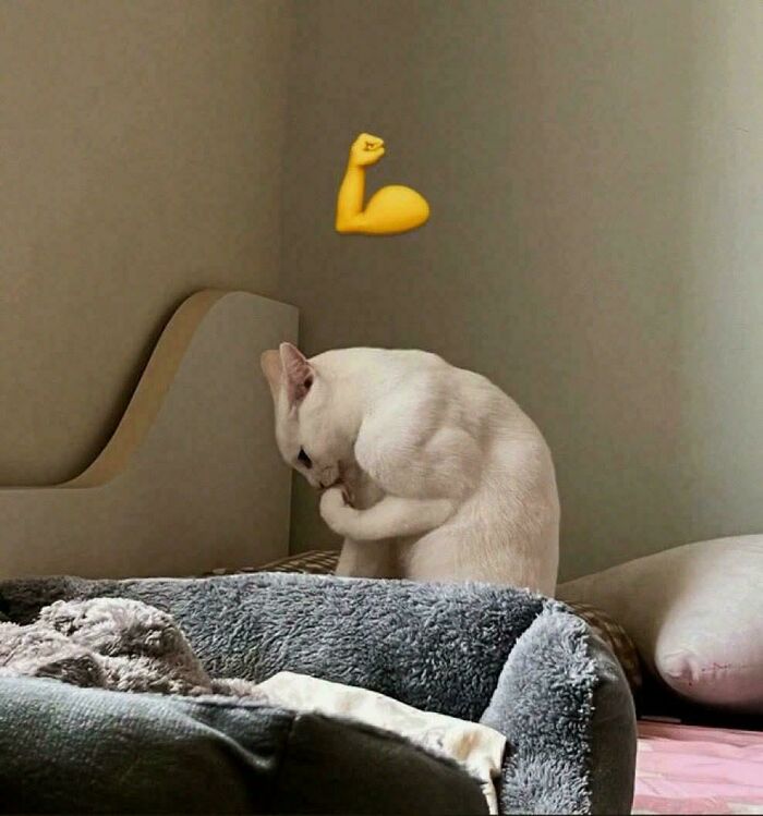 White cat appearing to flex its paw muscle with a flexed bicep emoji above, funny pictures that go hard humor.