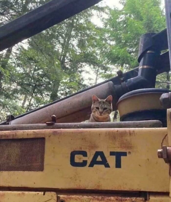 A real cat sitting on a CAT construction vehicle, blending humor and irony in funny pictures that go hard.