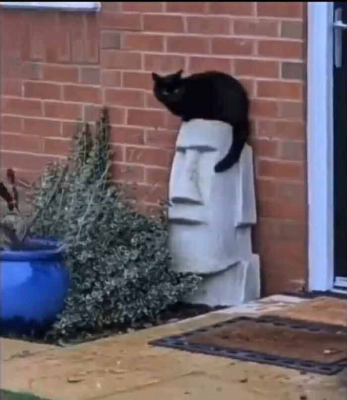 Black cat sitting on a stone statue head outside a home, capturing one of the funniest pictures that go hard.